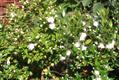 Myrtus Communis